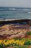 La Jolla Coastline