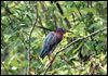 Green Heron, Audubon Swamp, SC
