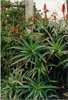 Aloe Plants