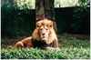 Tsava, male lion