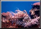 Lion Fish, Hawaii
