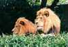 Male Lions, National Zoo, D.C.