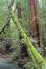 Muir Woods, California