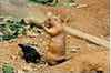 Prairie Dog with Starling