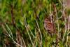 Sparrow - Assateague Island