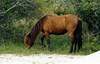 Wild Horse - Assateague Island