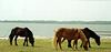 Wild Horse - Assateague Island