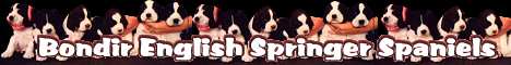 English Springer Spaniels!!!!