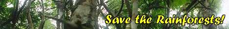 Rain Forest Page