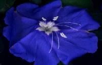 Blue Flower