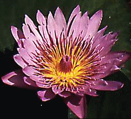 Water Lily