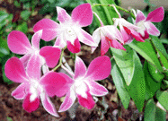Pink Flowers