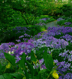 Purple Forest