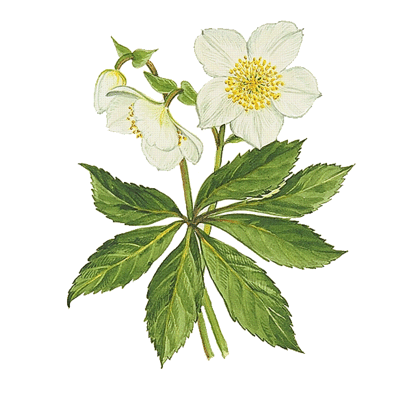 Hellebore