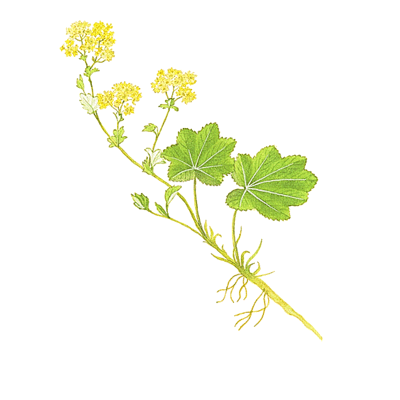 Lady's Mantle