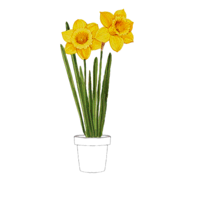 Narcissus