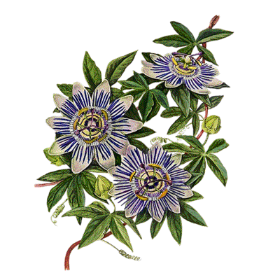 Passion Flower