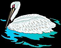 pelican