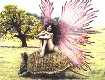 Armadillo Fairy By Mark Ivan Cole
