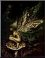 One of Brian Froud's Faeries