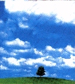 little tree in a big wide world