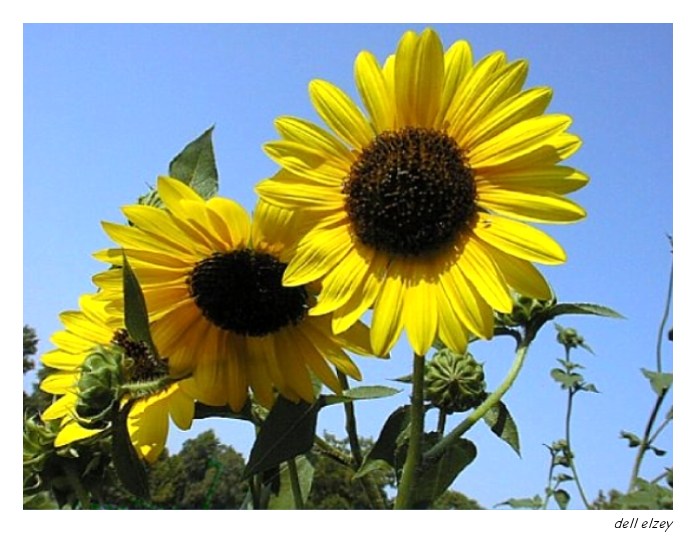 Sunflowers