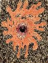 Splat!