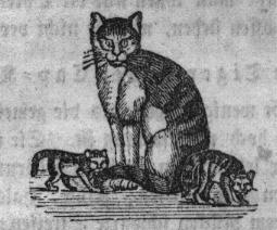 Die Hauskatze