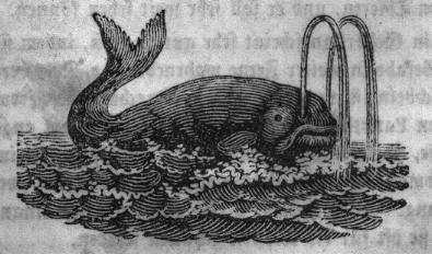 Der gemeine Walfisch