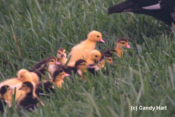 babyducks.jpg (37001 bytes)