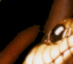 Snake 1 of 6