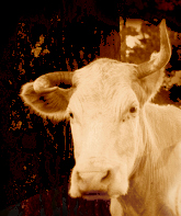 Vaca 1 of 6