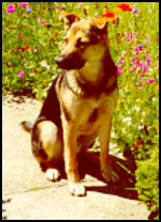 The cutest poochie in the world, our Tonkie Bear.