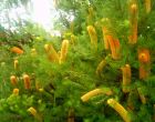 bush