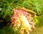 bush