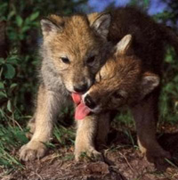 First Kiss