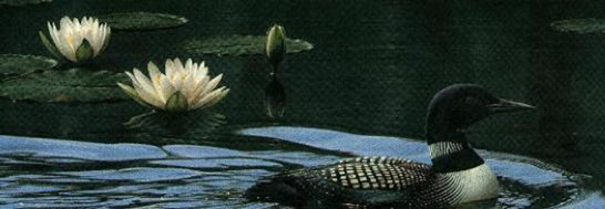 LOON