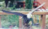 eagle.jpg (24960 bytes)