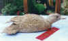 widgeon.jpg(29275 bytes)