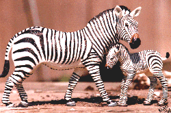 Safari Ltd. plastic Zebra mare and foal