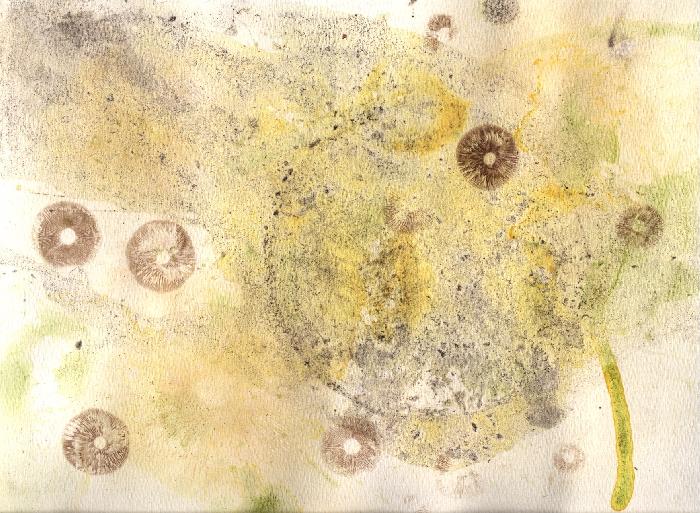 Fuligo septica, Psathyrella foenisecii, Clitocybe nuda, and some algae