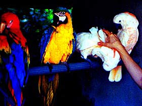 BIRDS