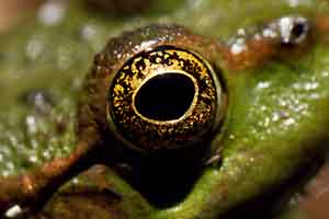 Frog@Yedig�ller National Park, a close look