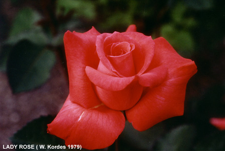 LadyRose