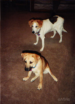 Sasha & Clover-After