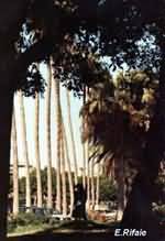 Shalalat Alexanderia
