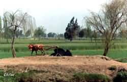 Countryside 
