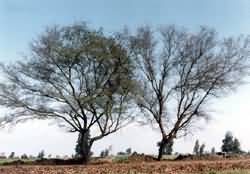 2 trees