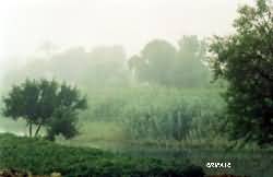fog