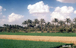 countryside near Cairo
